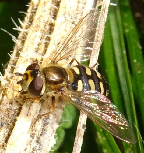 Réf. 355 086 : Eupeodes luniger